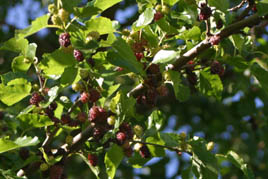 Maulbeeren am Baum