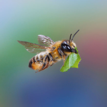 Wildbienen – Staatsbürger und Vagabunden