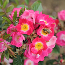 Naturnahe Rosen trotzen dem Klimawandel Naturnahe Rosen trotzen dem Klimawandel