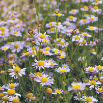 Sommerliche Blütensterne Sommerliche Blütensterne