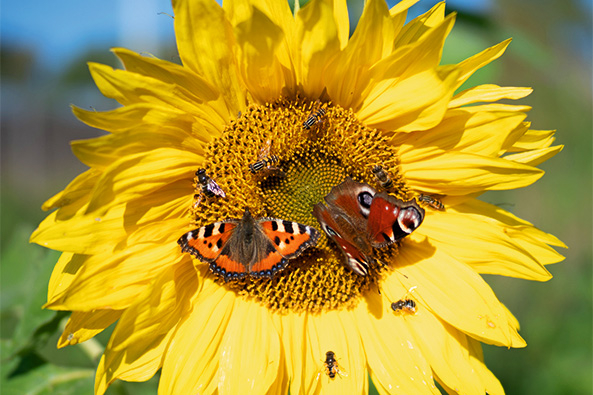 Schmetterlinge auf Sonnenblume