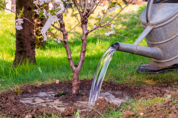 Tipps zum Wasser sparenden Gärtnern