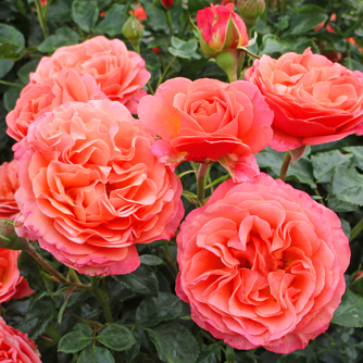 ‘Coral Lions-Rose’
