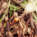 Im Fokus: Gartenschätze Im Fokus: Gartenschätze