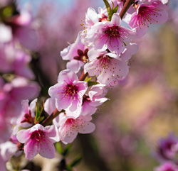 Blüten von Nektarine und Pfirsich