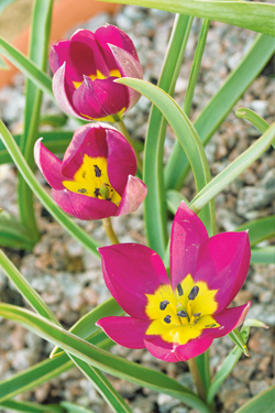 Tulpe - Tulipa humilis