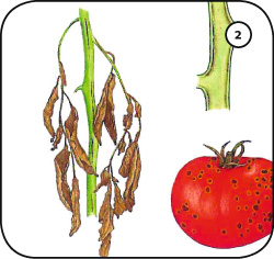 Bakterielle Tomatenwelke