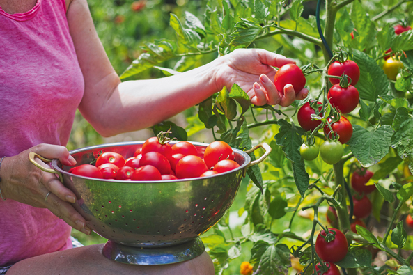 Durch Pflege eine reiche Tomatenernte