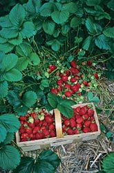 Erdbeeren sollten Sie mulchen