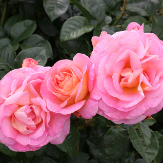 Rose - Dornburger Schlossrose