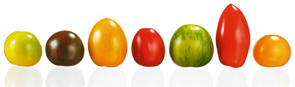 Einteilungskriterien für Tomatensorten
