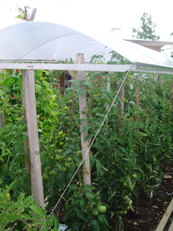 Überdachung schützt die Tomatenpflanzen