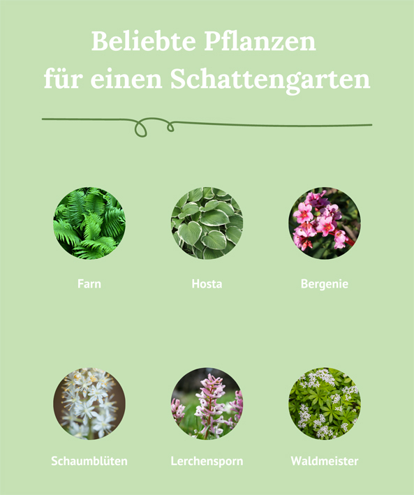 Schattengarten - Pflanzen