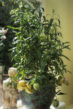 Birnenmelonen (Sola­num muricatum)