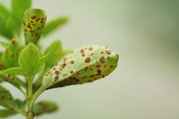 Rostbefall an Oregano