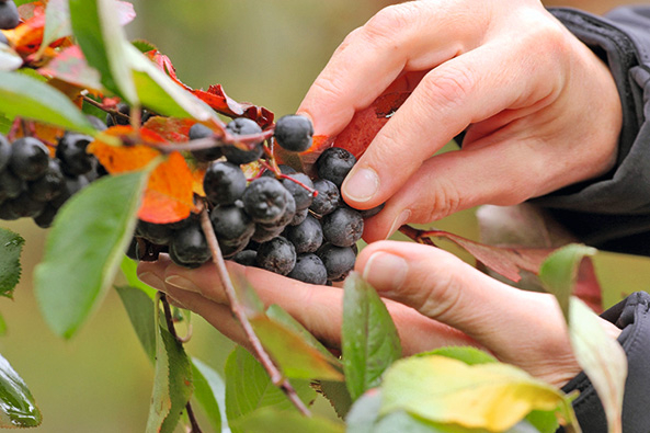 Aronia – schmackhaftes Wildobst