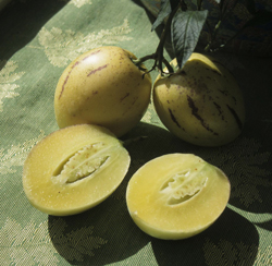 Birnenmelone (Solanum muri­catum)