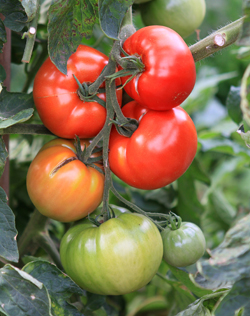Tomaten nachreifen lassen