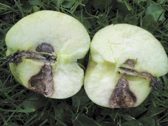 Zweite Generation des Apfelwicklers