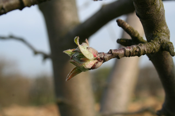 Obstbäume vor Pilzerkrankungen schützen