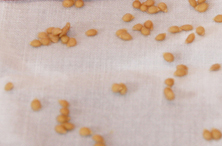 Saatgut selbst gewinnen  Saatgut selbst gewinnen