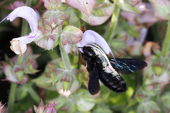 Weibchen der Blauschwarzen Holzbiene