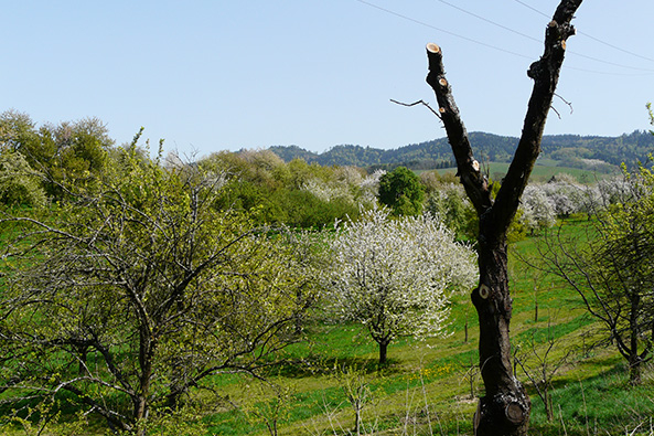 Holzbienen Nistplatz