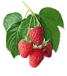 Himbeeren