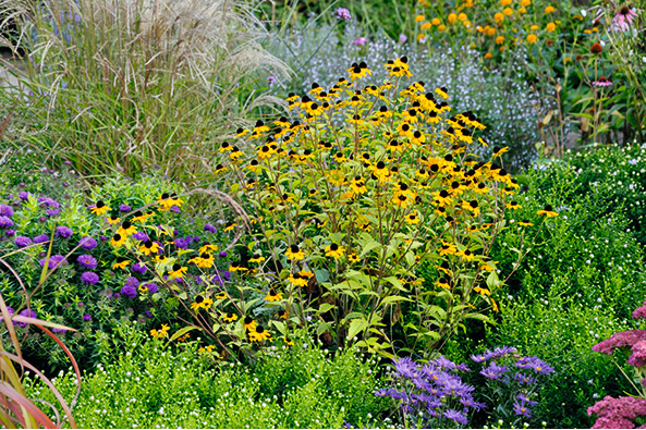 Sommerliche Blütenfülle: Sonnenhüte für den Garten