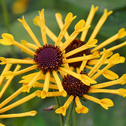 Schwachfilziger Sonnenhut ‘Little Henry’