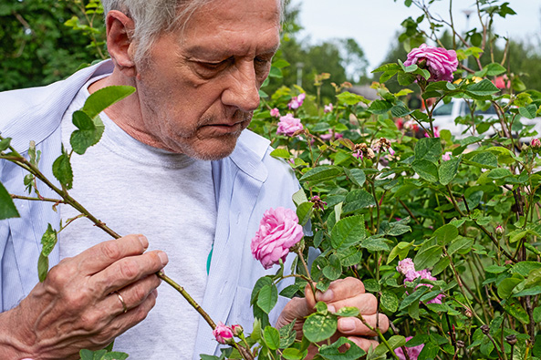 Krankheiten und Schädlinge an Rosen