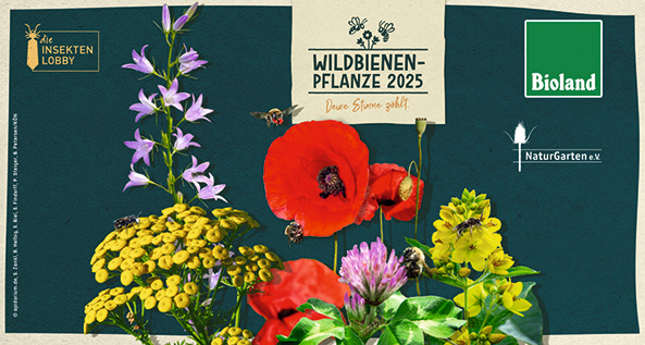 Wildbienenpflanze 2025