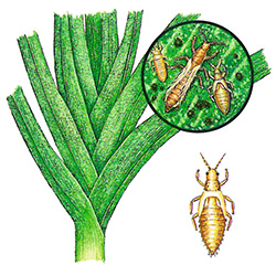 Zwiebelblasenfuß (Zwiebelthrips)