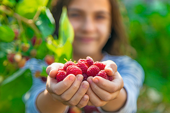 Himbeeren aus dem Garten