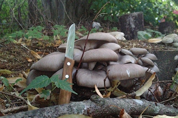 Pilze anbauen im Kleingarten