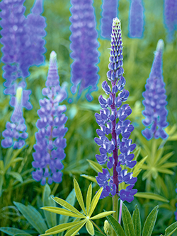 Blaue Lupine