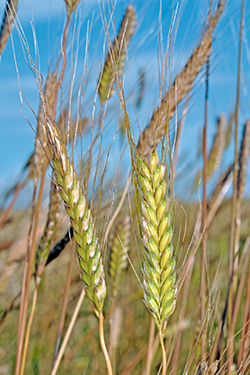 Einkorn-Weizen