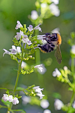 Aromatischer Steinquendel