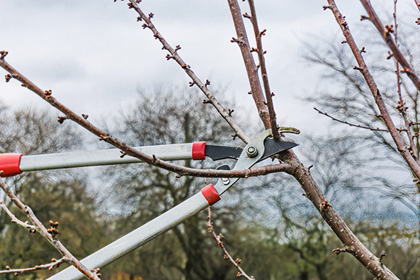 Obstbaeume Winterschnitt