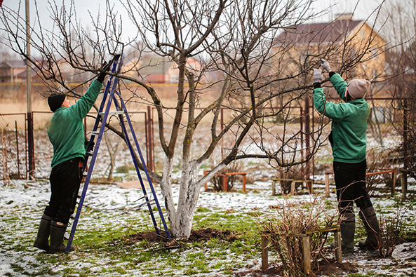 Obstbäume im Winter schneiden