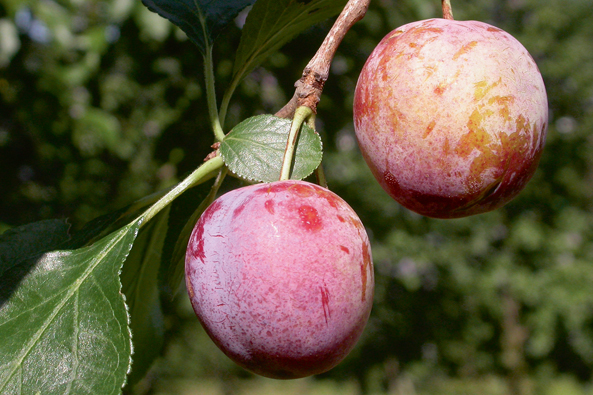 Aromatische ‘Löhrpflaume’