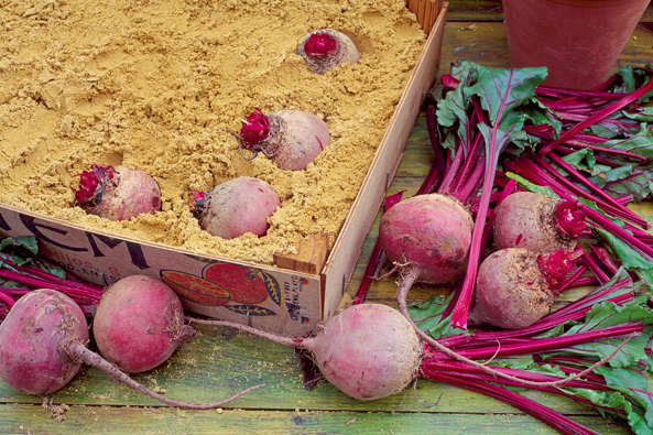 Rote Bete in Sand lagern