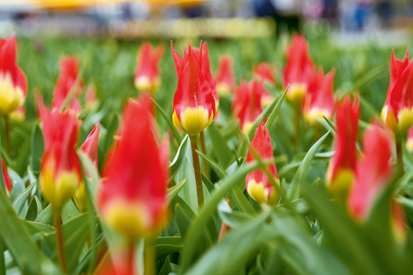 Fosteriana-Tulpe ‘Flames Mystery’