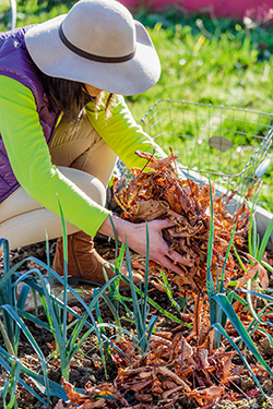 Mulch schützt den Boden