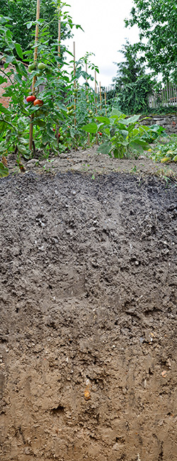 Querschnitt durch einen Gartenboden