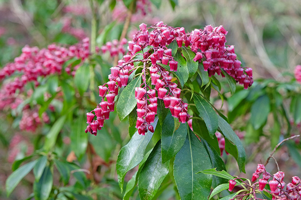 Lavendelheide ‘Valley Valentine’