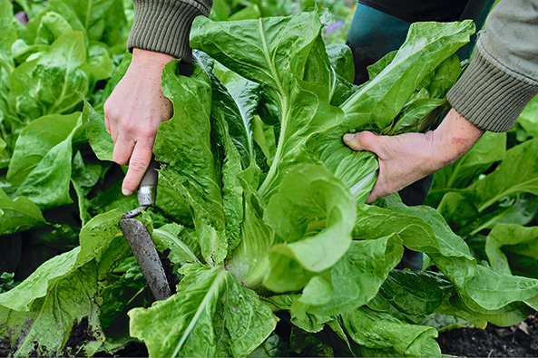 Gartenschatz: Zuckerhutsalat