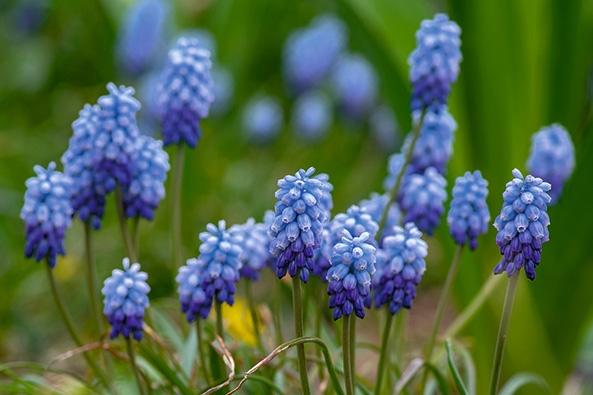 Muscari aucheri