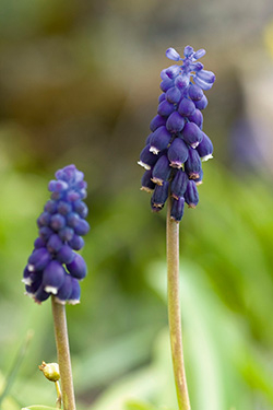 Muscari neglectum