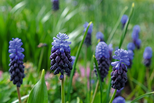 Muscari latifolium